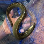 八べえ - 旧江戸川河口の天然鰻