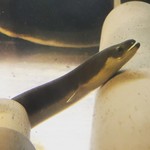 八べえ - 鰻の稚魚