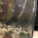 八べえ - 今年のシラスウナギ