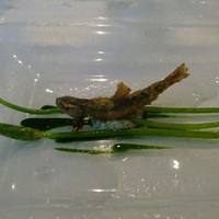 シェ・イノ - 