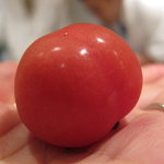 くろぎ - 赤ちゃんのほっぺと言う名のトマト