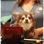 和の菜彩 さとう - 土曜日、祝日限定
      個室のみペット同伴OK！
      （要予約です）