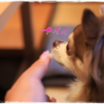 和の菜彩 さとう - 鱧を食べない犬（笑）