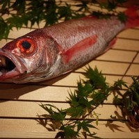 のどぐろ専門 銀座中俣 はなれ - 