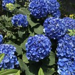 はらまさ - お店の近くの綺麗な紫陽花