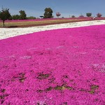 Taupe - 北部運動公園の柴桜