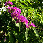 Karunakarala Ayurveda Spa And Resort - 