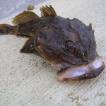 ホテル川畑 - このマカジカは３０センチです。