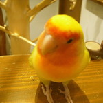 ラブバード カフェ チェリー - 