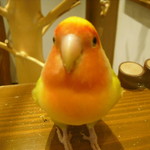 ラブバード カフェ チェリー - 