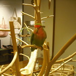 ラブバード カフェ チェリー - 