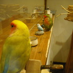 ラブバード カフェ チェリー - 