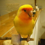 ラブバード カフェ チェリー - 