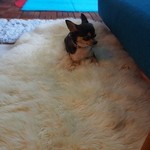 トドルパフ - ちわわのコロネちゃん。
      コロちゃん