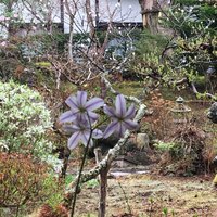 万平ホテル メインダイニングルーム - 