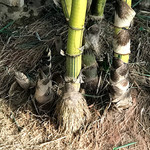 Karunakarala Ayurveda Spa And Resort - 