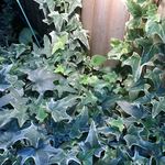 とんかつ・串揚げ 冨岳 - 201806