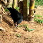 Karunakarala Ayurveda Spa And Resort - 