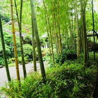 葉山 日影茶屋 - 