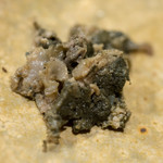 うを徳 - 2018.6 七尾鳥貝の肝