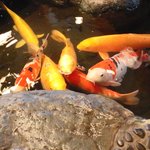 Nakagawa - 店内にある池にも鯉が居ますが油断すると寄ってきます（笑）