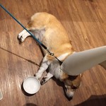 Regina Resort Karuizawa Mikage Yosui - テーブル席でだらしなくおくつろぎ中