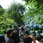 Asakusa Shokudou - 鎌倉散策：明月院③撮影スポットは人混みが物凄い
