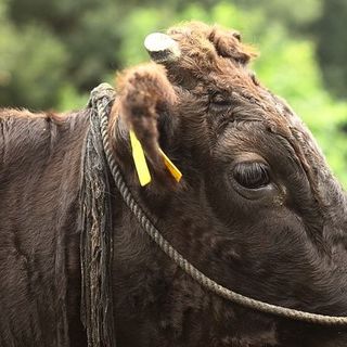 從簽約牧場採購精選的神戶牛肉和但馬牛肉。