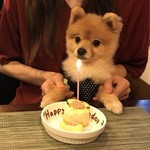 愛犬お宿 伊豆高原 - 【2018.06】夕食の時にわんこの誕生日ケーキを用意していただきました♪記念撮影もしていただきました♪