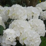 LA PERLA MOZZARELLA - 