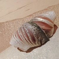 江戸前鮓 すし通 - 