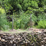 やさい厨房 邑居 - 自家ハーブ園