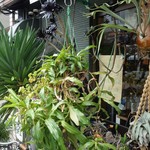 森林食堂 - 奇怪な植物。