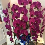 AMOUR - シェフのお誕生日にお客様から届いた胡蝶蘭