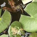 魚菜料理 縄屋 - 