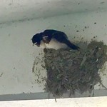Soufuren - 【おまけ写真】貴生川駅の軒下にツバメの巣があった。