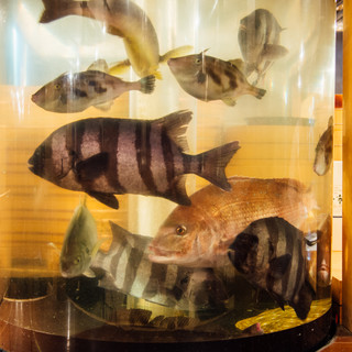 店内の生簀から、新鮮な活魚をご提供いたします。
