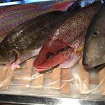 まぐろ漁船直営店　旬魚　磯よし - 本日の鮮魚。イサキ、イトヨリ、ヨコシマフエフキ、ウマズラハギ。