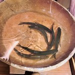 銀座 しのはら - 元気に泳ぐ郡上八幡の鮎
