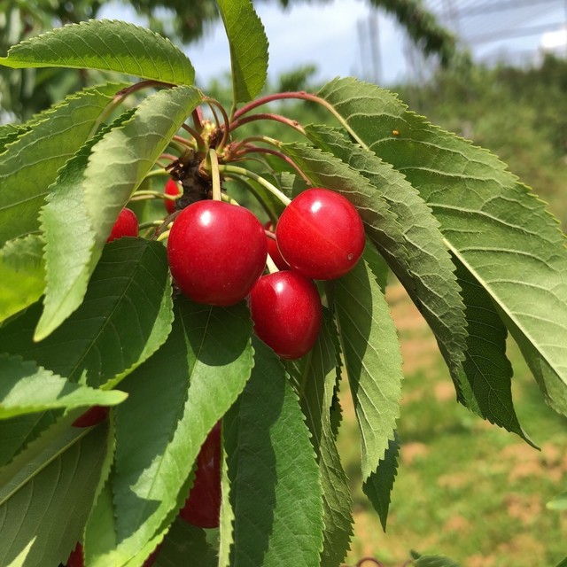 木村観光果樹園 - かみのやま温泉（その他）の写真