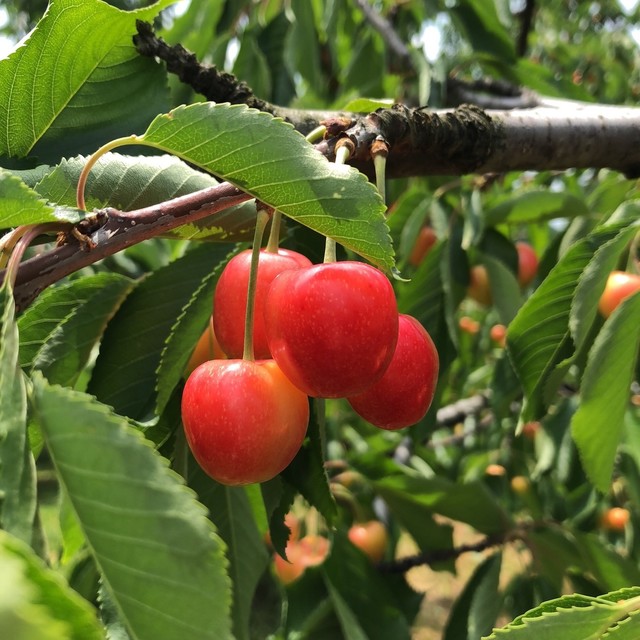 木村観光果樹園 - かみのやま温泉（その他）の写真