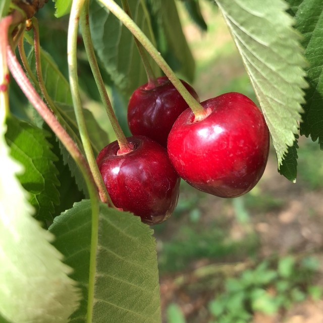 木村観光果樹園 - かみのやま温泉（その他）の写真