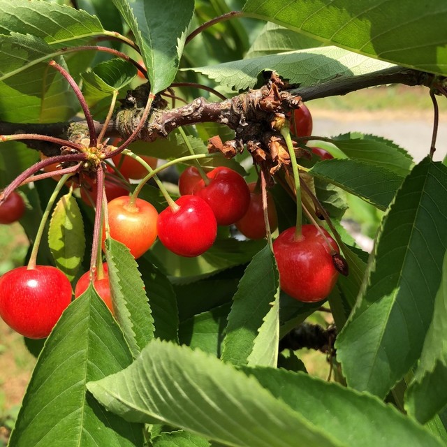 木村観光果樹園 - かみのやま温泉（その他）の写真