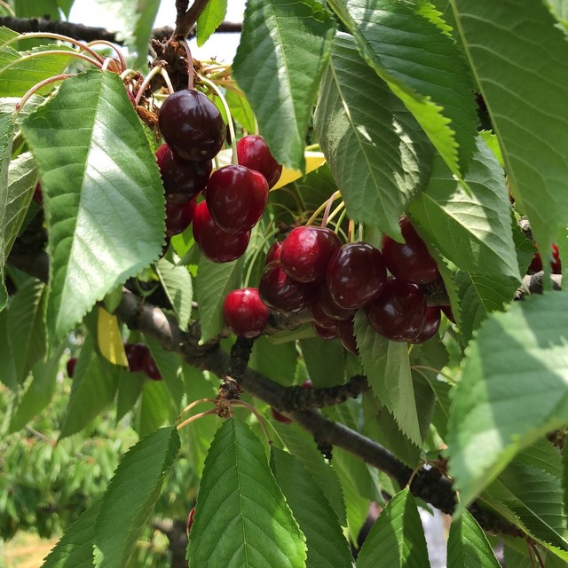 木村観光果樹園 - かみのやま温泉（その他）の写真