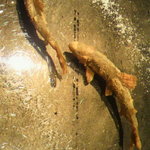 レストラン バカール - アラカルトで追加した稚鮎のフリット