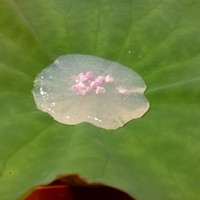 津の守坂 小柴 - 