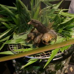 龍吟 - 炭で焼かれた鮎が