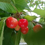 オウ ショウ カフェ - 