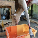 かたつむり - 庭の隅にはこんな子もいました。