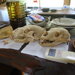 かたつむり - 頭蓋骨